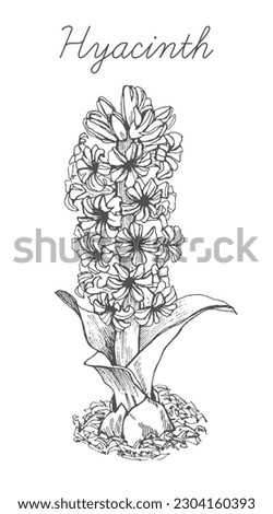 Sketch of Hyacinth. Hand drawing  in black color on white background. Line art. Freehand drawing. Hand drawn vintage postcard of spring flower. Card design, wedding, party, ivent decoration. Vector