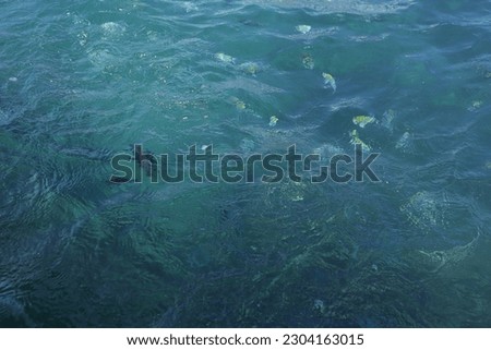Photo of sea water and some small fish that are swimming. A very pleasant vacation, enjoying the natural atmosphere of Indonesia.