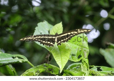 Beautiful butterfly black yellow Papilio Thoas, picture taken in Argentina