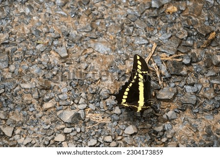 Beautiful butterfly black yellow Papilio Thoas, picture taken in Argentina
