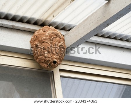 Large wasp nest under the roof Royalty-Free Stock Photo #2304174363