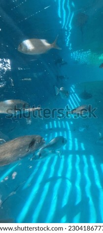 aquarium tank with sting ray and the common eagle ray are two mesmerizing species of rays found in marine environments. With their flat bodies and elegant wing-like pectoral fins Royalty-Free Stock Photo #2304186777