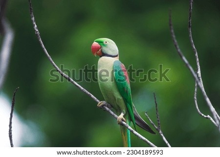Close-up of Wild Bird: Perched Colorful Wild Parrot in Sri Lanka