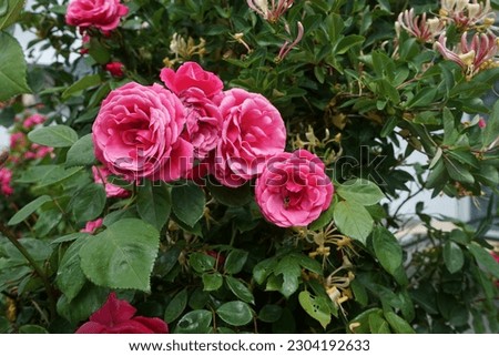 A honey bee sits on a climbing dark pink rose in June. A honey bee, honeybee, is a eusocial flying insect within the genus Apis. Berlin, Germany Royalty-Free Stock Photo #2304192633