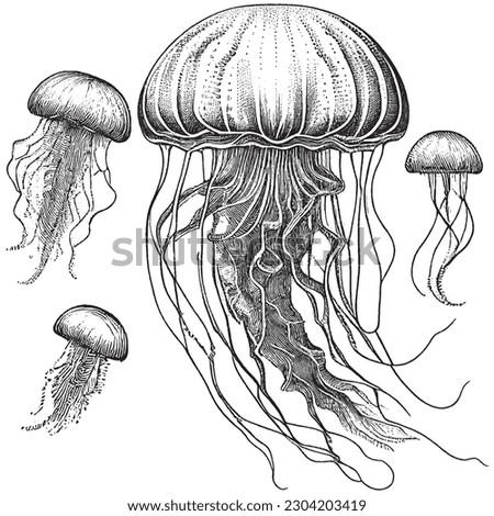 Hand Drawn Engraving Pen and Ink Jellyfish Vintage Vector Illustration