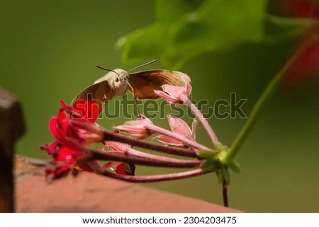 Hummingbird Hawk-Moth (Macroglossum Stellatarum) Flying Next to a Red Flower and Drinking Nectar – Macro Photo