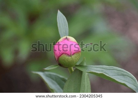 A pink peony, Paeonia officinalis, as the flower bud is just about to break open Royalty-Free Stock Photo #2304205345
