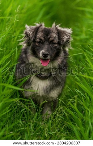 karst shepherd dog in Tall green grass australian portrait outdoors Purebred meadow standing tongue out RUN