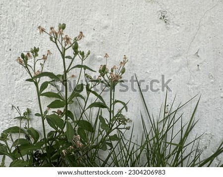 a picture of grass on a white wall