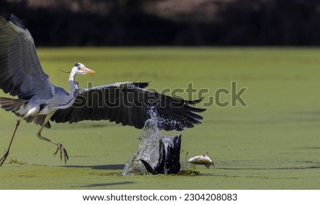 Grey heron (Ardea cinerea) snatching fish from the beak of Oriental darter (Anhinga melanogaster) while in flight at Indian forest. Bird fighting for food.