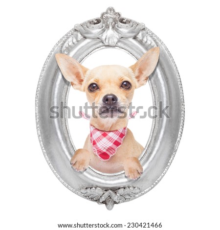 chihuahua dog portrait within a retro old frame, isolated on white background