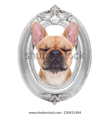 french bulldog dog portrait in a wooden retro old frame , isolated on white background