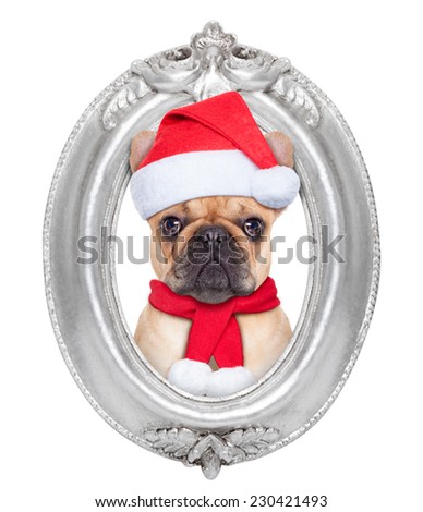 french bulldog dog portrait as santa claus for christmas in a wooden retro old frame , isolated on white background