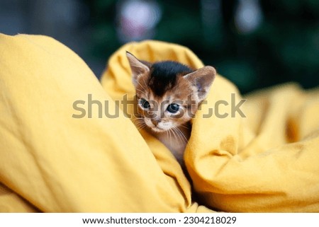 Abyssinian ruddy kitten wrapped in yellow blanket. Cute one month old kitten under bright linen. Pets care. World cat day. Image for websites about cats. Selective focus.