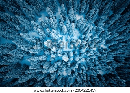 Aerial view from above of a snow covered winter forest. Pine trees and fir forest top view. Cold snowy wilderness drone landscape photo. The color and tone of moody blue. Quadcopter flying over forest