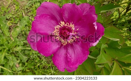 beautiful flowering peony among its foliage in spring