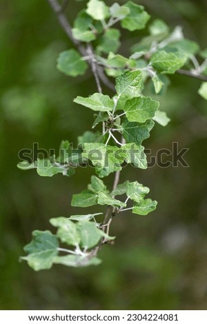 Populus tremula or aspen tree young leaves branch close up. Royalty-Free Stock Photo #2304224081