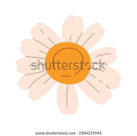 Chamomile Flower Head Vector Illustration