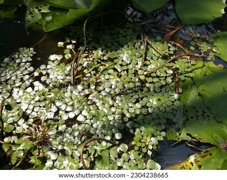 Ludwigia sedioides Plant in pond (family-Onagraceae) 2023.05.17
