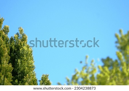 Clear bue sky setting a nice background for the tips of the trees , an ideal background for a pleasant company calling card calling card or advertising 