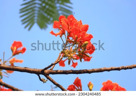 
Orange peacock flowers in the blue sky on beautiful day.