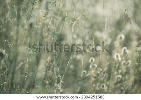Grass in the meadow, blurred abstract background in grey-green c Royalty-Free Stock Photo #2304251583