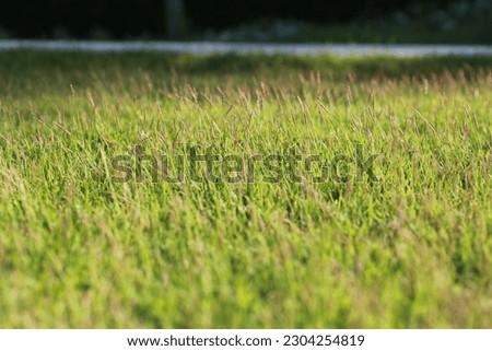 green grass lawn in the afternoon with warm mellow sunlight with depth of field background