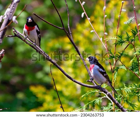 Rose-breasted Grosbeak males close-up perched on a tree branch with buds with green background in their environment and habitat surrounding. Cardinal Family. Grosbeak Picture.