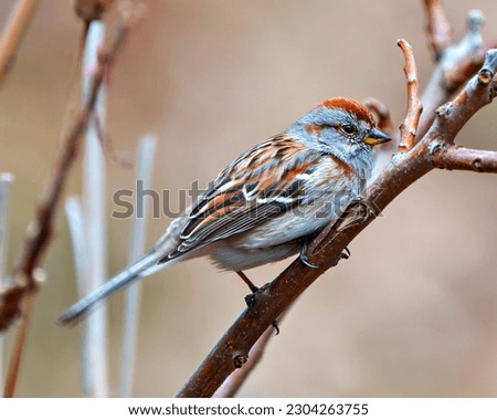 American Tree Sparrow close-up side view perched on a twig brown background in its environment and habitat surrounding. Sparrow Picture.