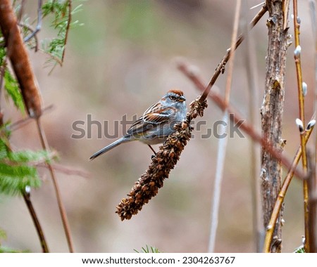 American Tree Sparrow close-up side view perched on dried mullein stalks plant with a colorful background in its environment and habitat surrounding. Sparrow Picture.
