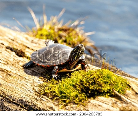 Painted turtle resting on a log with moss in the pond and displaying its turtle shell, head, paws eye in its environment and habitat surrounding. Turtle Image. Picture. Portrait.	