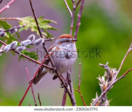 American Tree Sparrow close-up side view perched on a tree bud branch with a green background in its environment and habitat surrounding. Sparrow Picture.