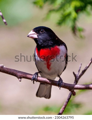 Rose-breasted Grosbeak male close-up front view perched on a branch with blur background in its environment and habitat surrounding. Cardinal Family. Grosbeak Picture.