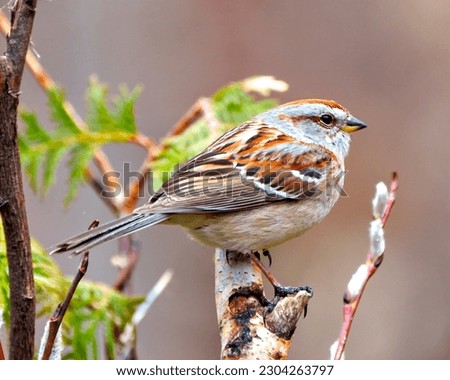 American Tree Sparrow close-up side view perched on a tree bud branch with a forest background in its environment and habitat surrounding. Sparrow Picture.