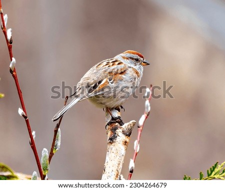 American Tree Sparrow close-up side view perched on a tree bud branch with a brown background in its environment and habitat surrounding. Sparrow Picture.