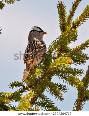 White-crowned Sparrow close up side view perched on a coniferous tree with a blue sky background in its environment and habitat surrounding. Sparrow Portrait.