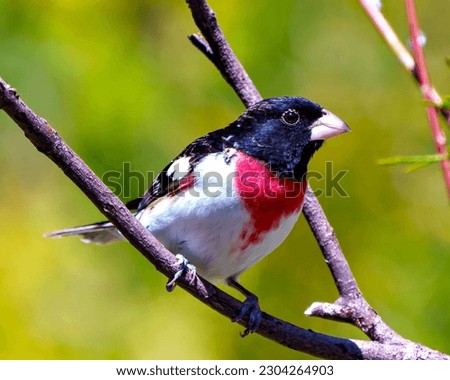 Rose-breasted Grosbeak male close-up side view perched on a branch with blur green background in its environment and habitat surrounding. Cardinal Family. Grosbeak Picture.