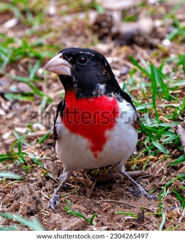 Rose-breasted Grosbeak male close-up front view standing on ground with foliage background in its environment and habitat surrounding. Cardinal Family. Grosbeak Portrait.

