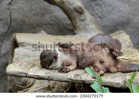 Sleepy Asian small clawed otter Royalty-Free Stock Photo #2304270179