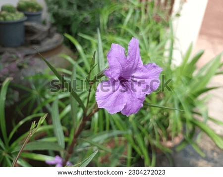 Classic picture of beautiful Ruellia tuberosa with green leaves in the fresh natural park.