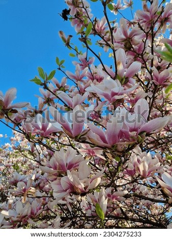 nature blossom tree magnolia beauty