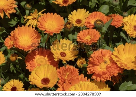 Closeup of the short lived orange and yellow flowers of Calendula or pot marigold. Royalty-Free Stock Photo #2304278509