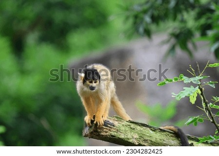 Squirrel monkey portrait on the tree
