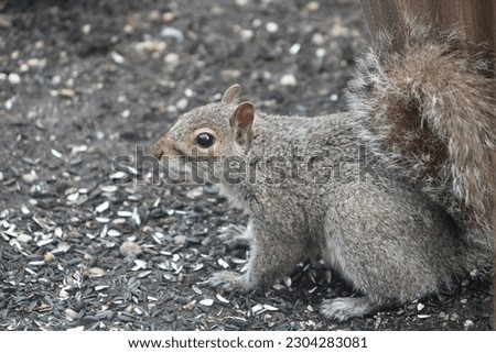 The top down, close up view of a chubby Eastern Gray Squirrel that is sitting in the dirt eating 100% black oil sunflowers.