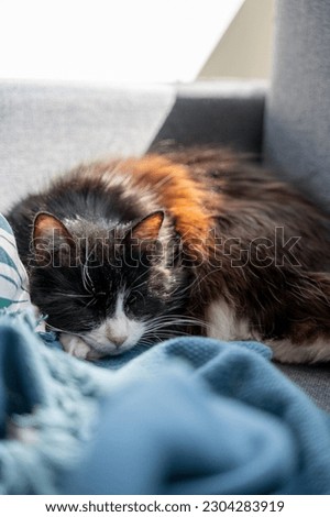 Sleeping black and white furry cat on coach with blanket