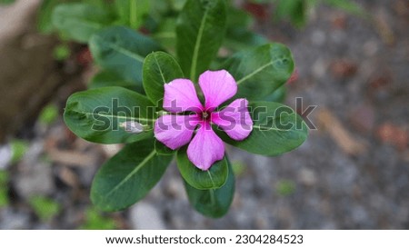 Catharanthus roseus, commonly known as bright eyes, Cape periwinkle, Madagascar periwinkle, pink periwinkle, rose periwinkle in the park.  Royalty-Free Stock Photo #2304284523