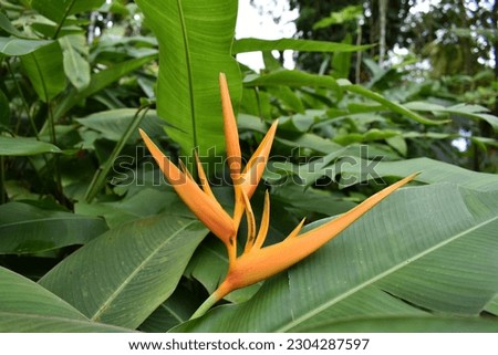 Orange tropical flower Heliconia longiflora is a rhizomatous geophyte, common names for the heliconias include lobster-claws, toucan beak, wild plantain, or false bird-of-paradise