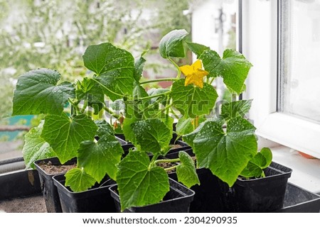 flowering seedlings of young varietal cucumbers in pots before planting on the windowsill Royalty-Free Stock Photo #2304290935