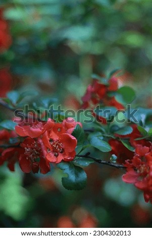 japanese quince blooming bright pink bush and flowers close-up. for cards, screensavers, stickers, covers and more