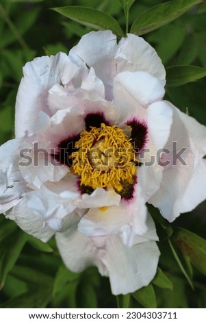 bright white large peony flower Rocky top view close-up center yellow. for cards, screensavers, stickers, covers and more